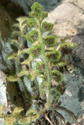 Asplenium subglandulosum. Abaxial surface of lamina showing abundant hairs and confluent sori away from the margins.
 Image: L.R. Perrie © Te Papa CC BY-NC 3.0 NZ